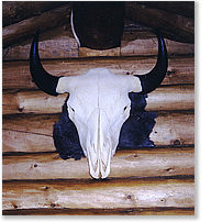 Rendezvous Lodge:  Bison Head